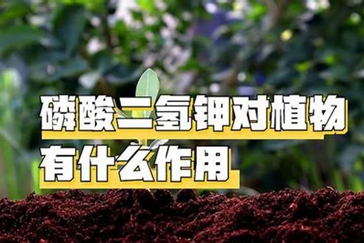 磷酸二氢钾兑多少水对苹果树能控旺？