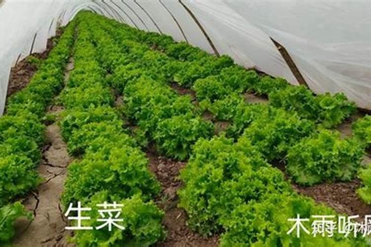 快速自制氮肥的方法