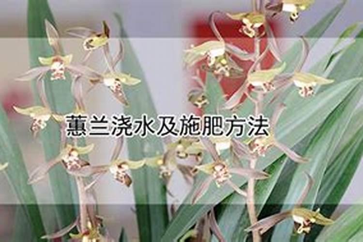 大花蕙兰开花后怎么养