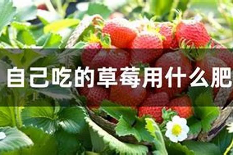 虎皮兰需要什么肥