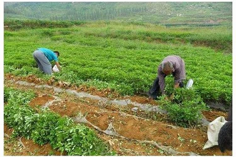 硫酸钾能用于土豆基肥吗？如果可以每亩用量是多少？不可以的话用什么肥料...