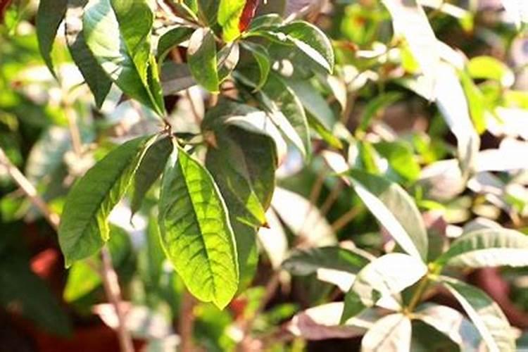 桂花树枝叶少用什么叶面肥能让枝叶茂盛