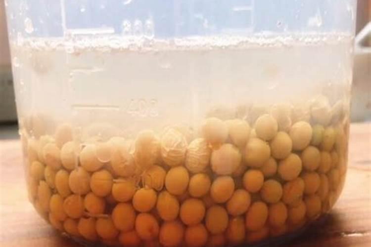 棕榈树开花后叶子枯黄怎么办？