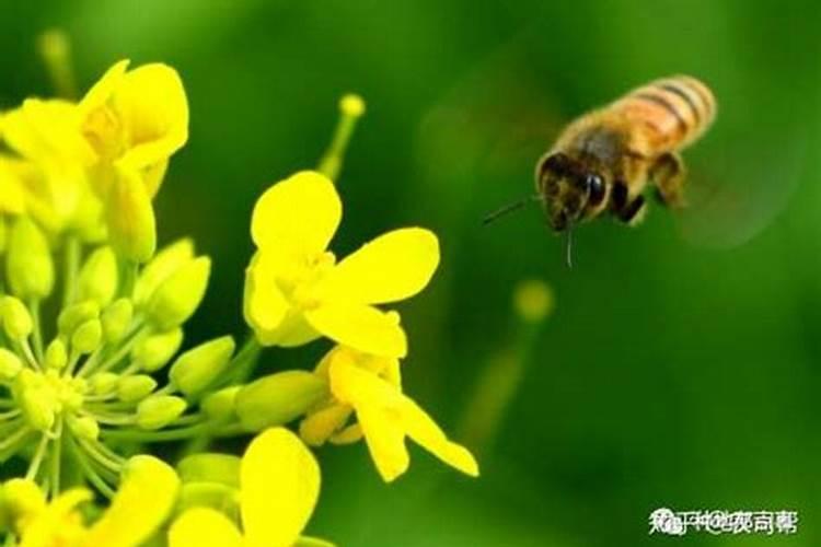 油菜打什么药可以增产 油菜种植方法