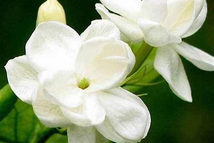 茉莉花多长时间施肥一次