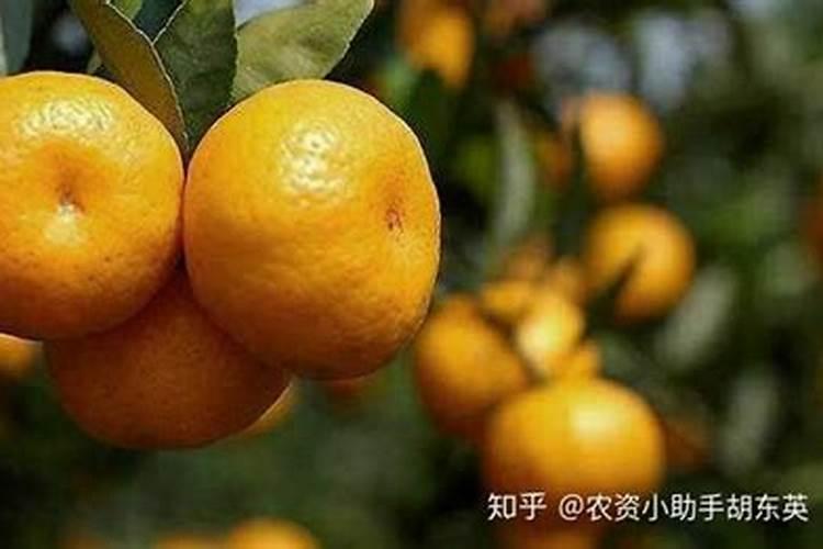 柑橘喷什么叶面肥补钙？