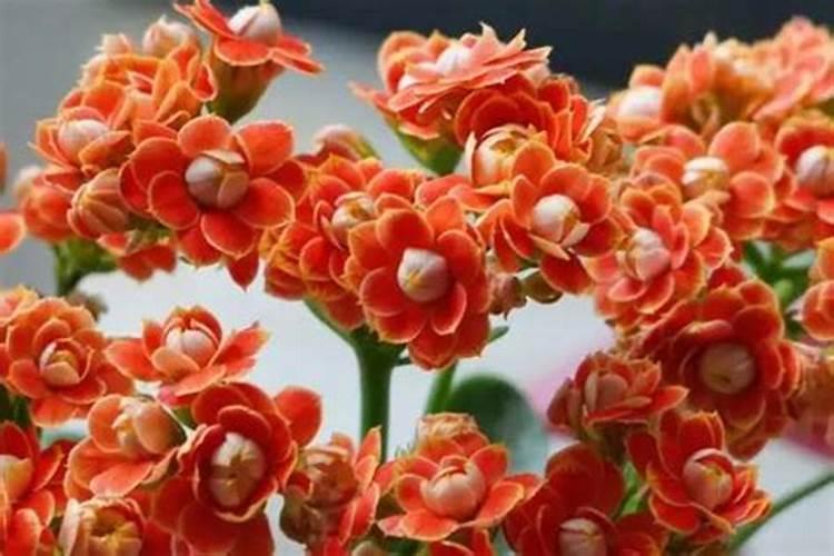 长寿花施什么肥最好