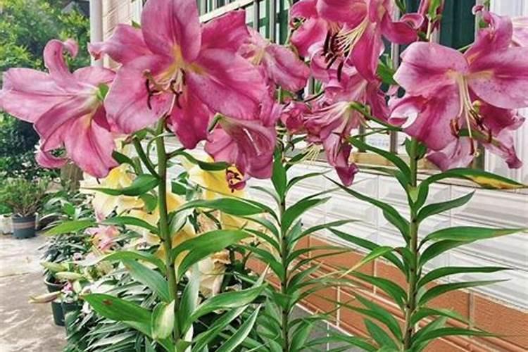 百合花长花苞了要施肥