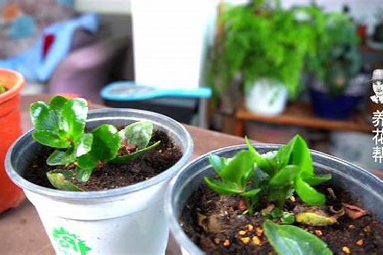 茶花冬天怎么养要注意什么