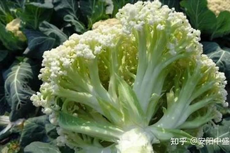 氯化钾多少钱一斤？