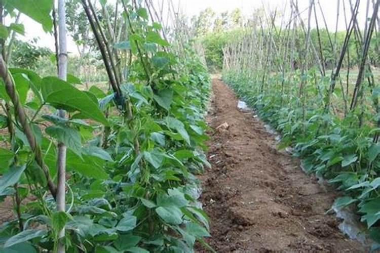 芸豆要想高产花期怎么管理养植芸豆哪些是要注意的