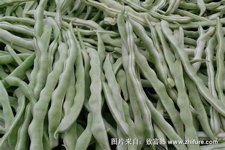 芸豆要想高产花期怎么管理芸豆养殖技巧总结