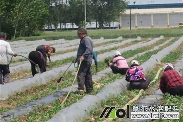 红糖对蔬菜种植的作用