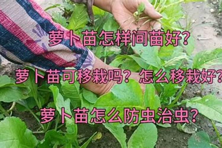 在白萝卜基肥使用上,该掌握哪些使用要领？