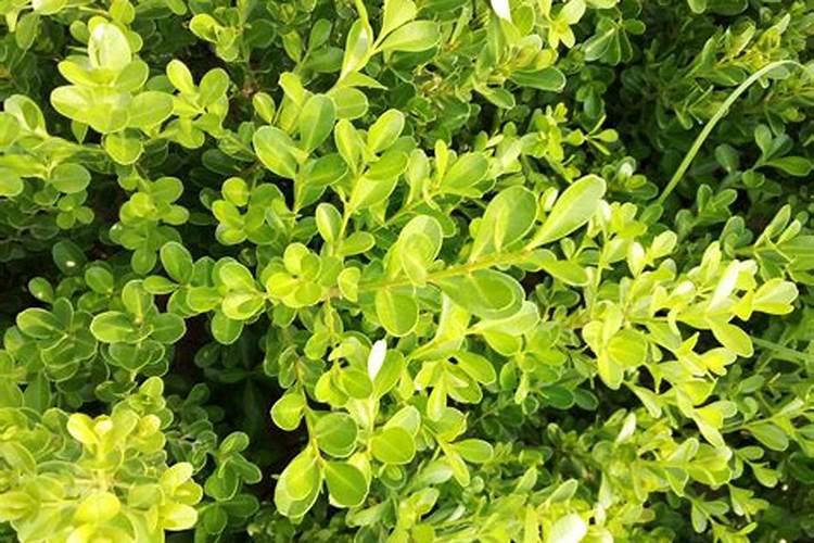 芍药根块带芽种植方法春天