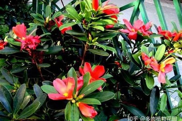 四季红山茶盆栽怎么养