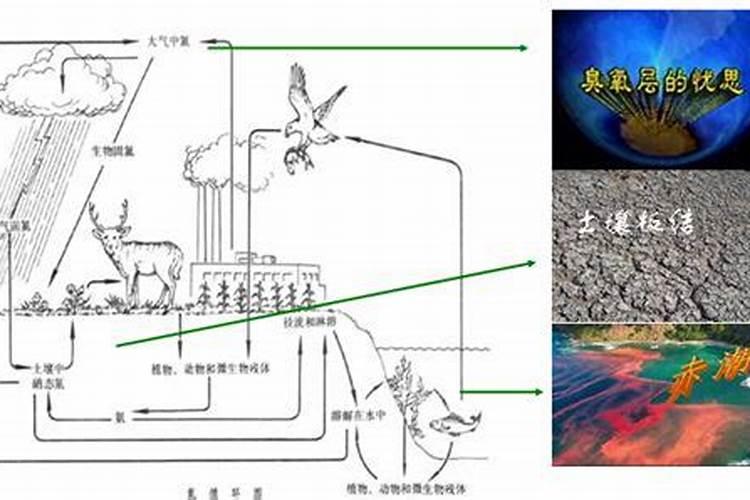 满天星施肥是直接晒在土表面吗