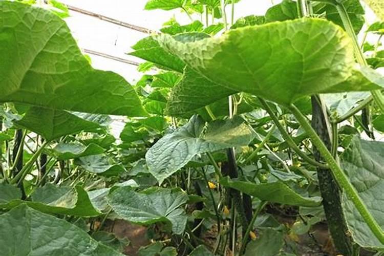 氮磷钾复合肥怎样浇花,用水稀释后再浇灌