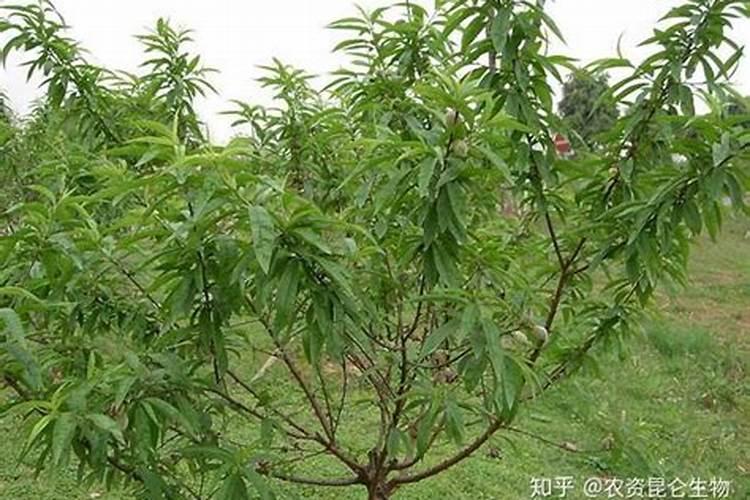 桃子膨大期上什么肥