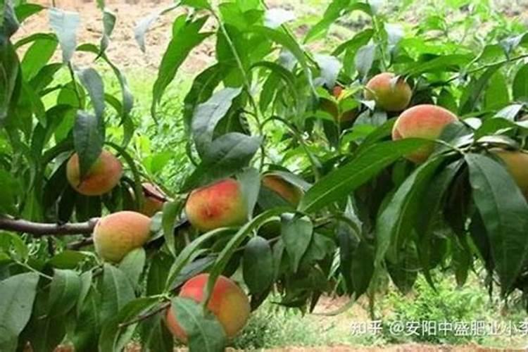 桃子膨果上色用什么肥料效果好？有推荐的吗？