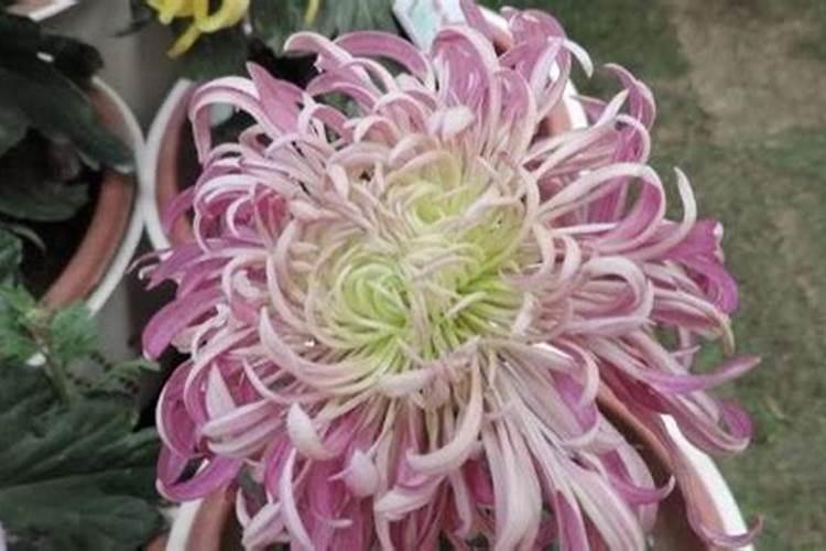 菊花施什么肥料好