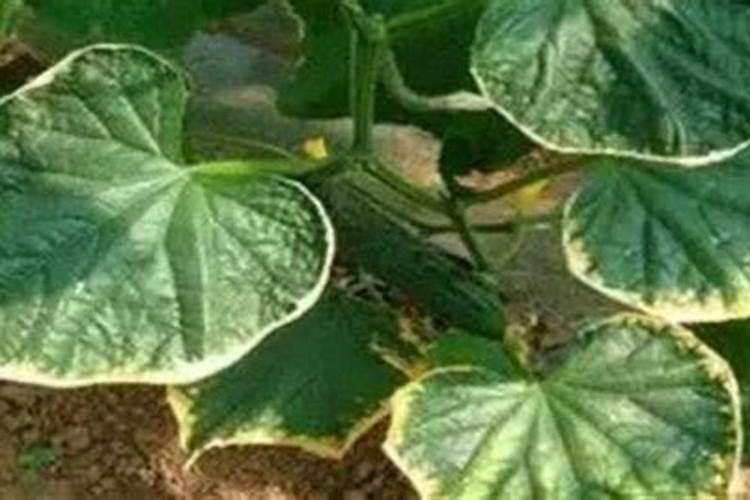 种青菜如何正确施肥