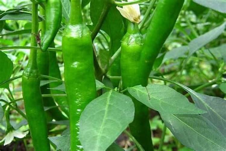 辣椒反季节种植技术 附施肥方案