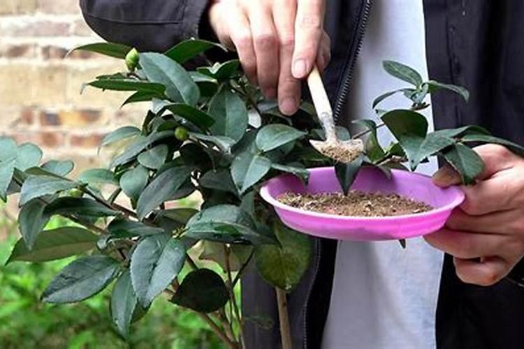 茶花的施肥方法是什么？