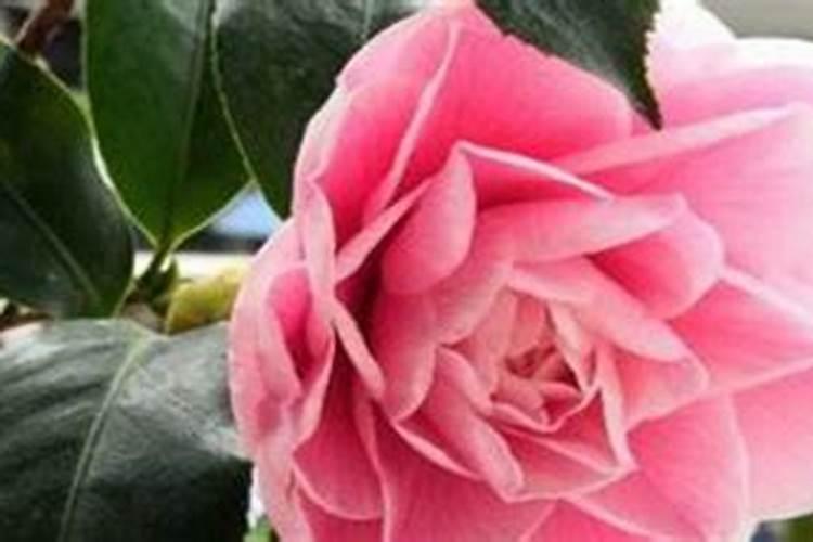 如何养茶花？