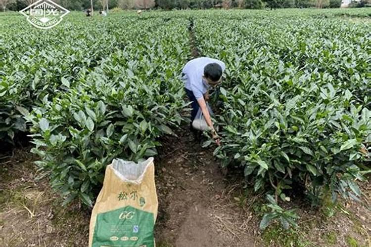种植柑橘,肥料怎么用才能提高产量