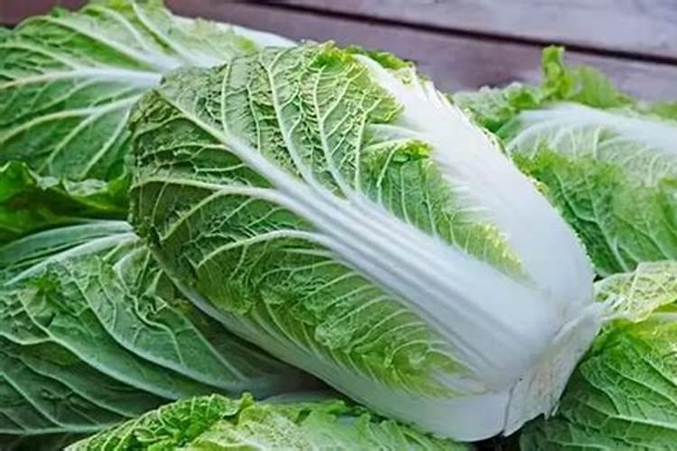114,这是什么草本植物？(非苜蓿)