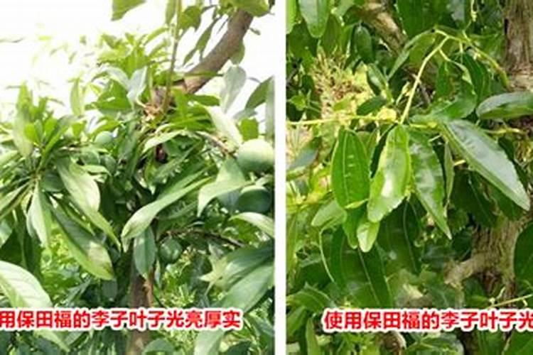 中国最好的果树叶面肥有哪些？