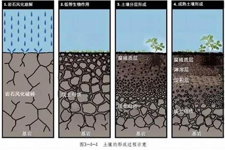 玫瑰花怎么施肥,玫瑰花施氮磷钾肥最为合适