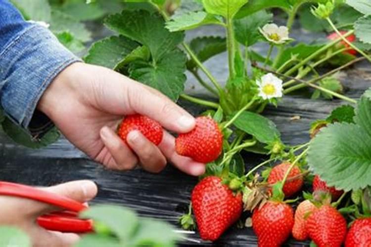 苦瓜追肥用什么肥料好