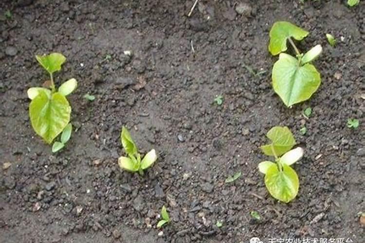 盆栽茶花施什么肥好(茶花施什么肥比较好)