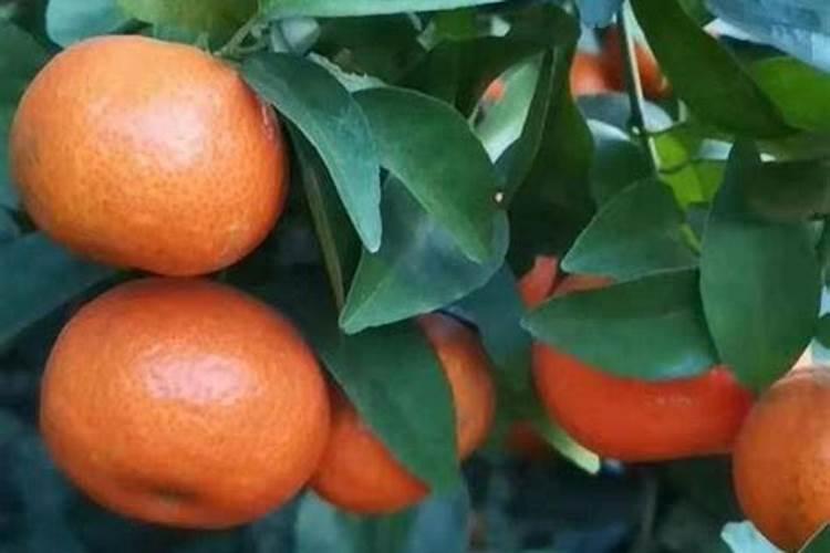 茶花施肥用什么肥料