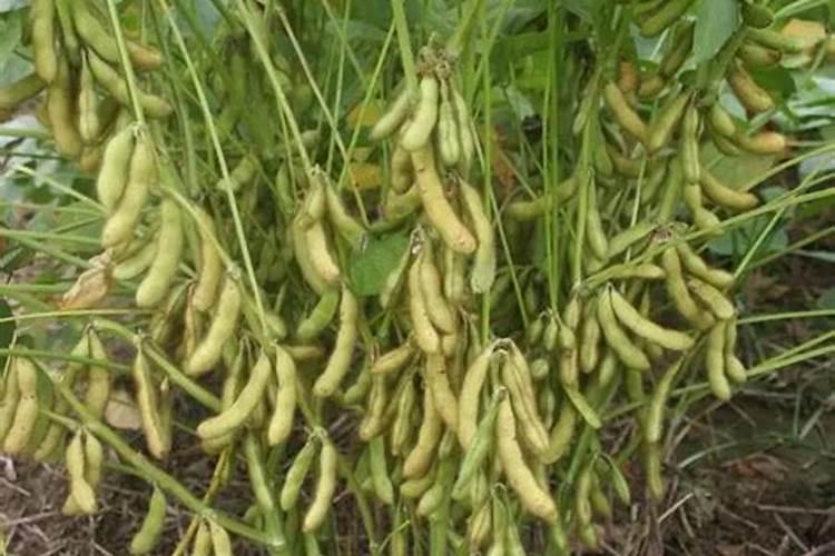 豆角施肥时间及方法 豆角施肥正确方法