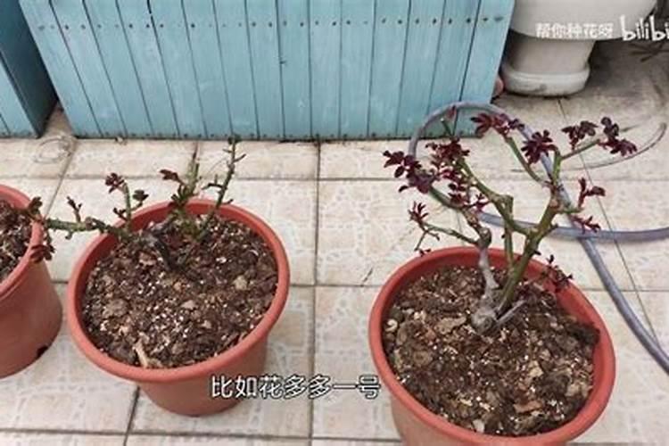 磷肥加什么浇花最好