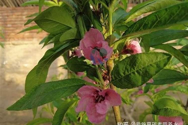 桃树最好的肥料是什么？