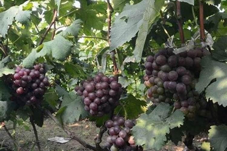 水稻施磷酸二氢钾叶面肥需要作水吗？打叶面肥排干水吗