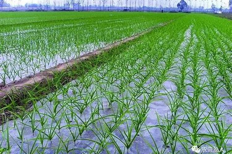大蒜开春后什么时候浇水施肥