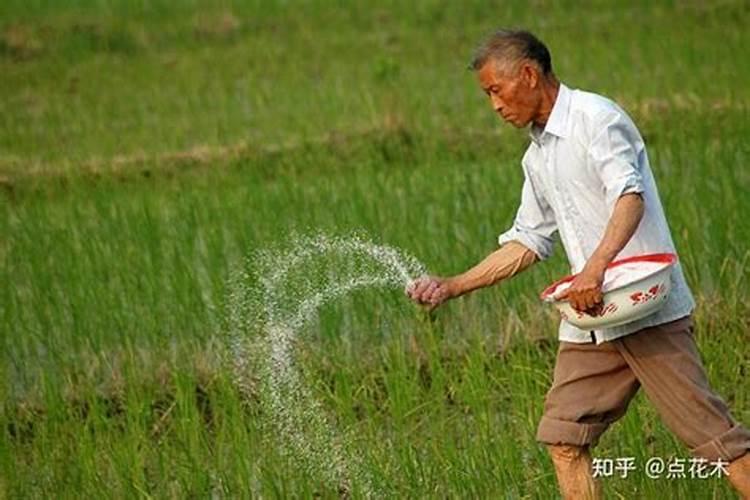水稻怎么施硅肥,硅肥对水稻的效果有哪些