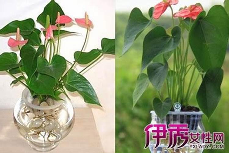 红掌可以水养吗 水培红掌的养殖方法和注意事项？