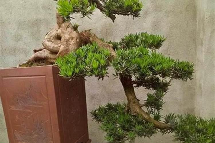 硅肥应该在什么时候使用 硅肥什么时候施最佳
