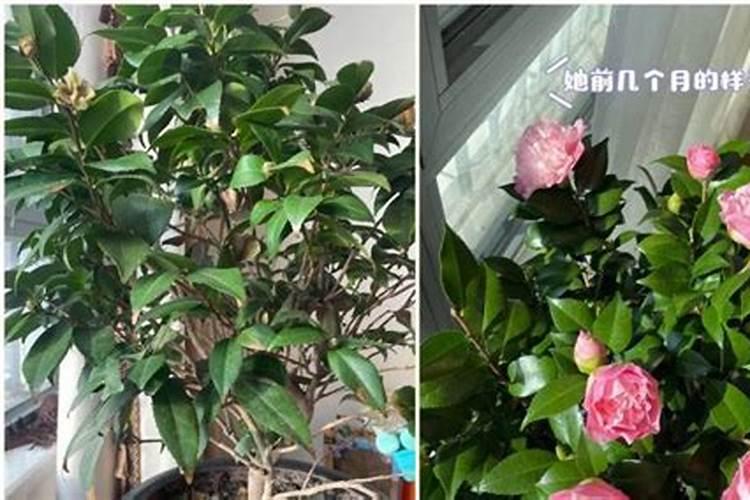 贝拉茶花对水肥有什么要求？要怎么修剪？紫叶贝拉夏天用遮光吗？花期叶上...