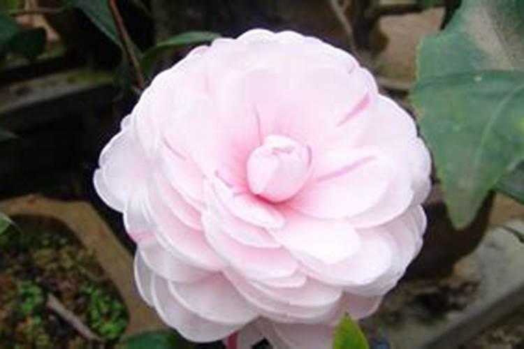 茶花什么时候施肥最好