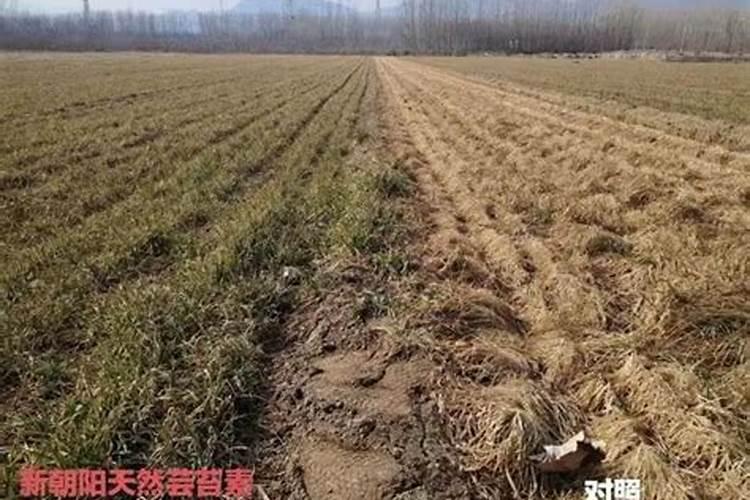小麦打芸苔素最佳时间