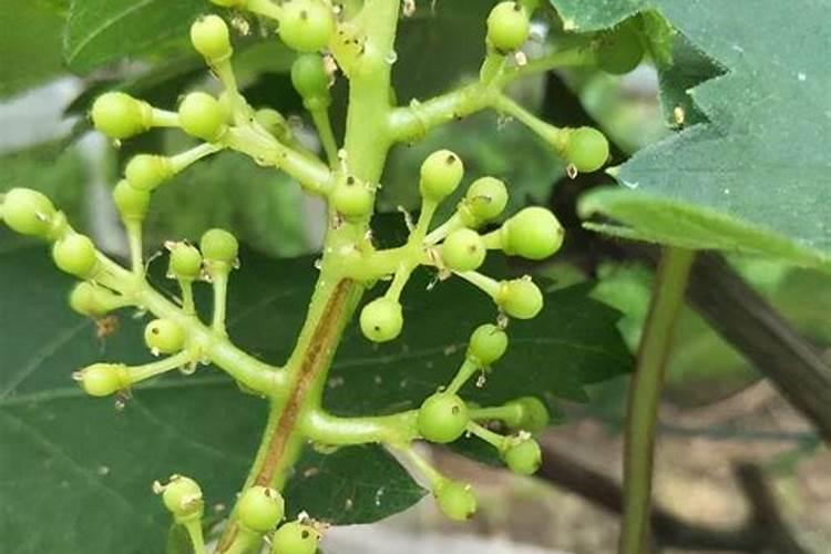 当葡萄处于开花期,此时浇水并施加硼肥行不行