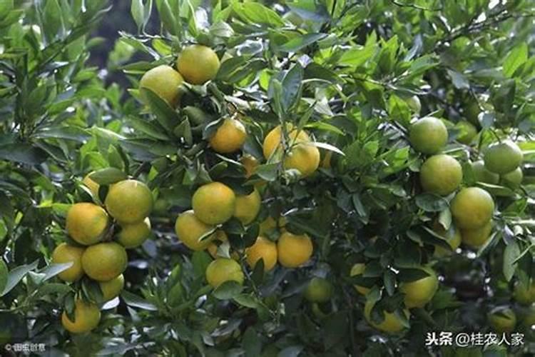 巧棵力水溶肥里面钾的成分高吗,膨果效果怎么样？