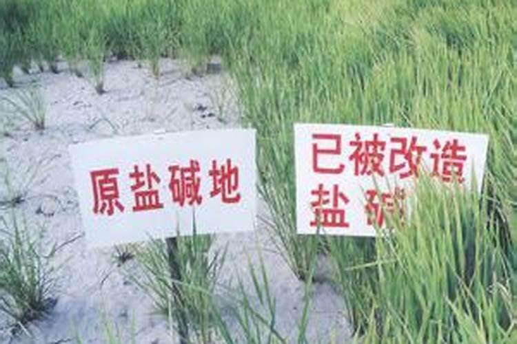麒麟西瓜种植管理方法
